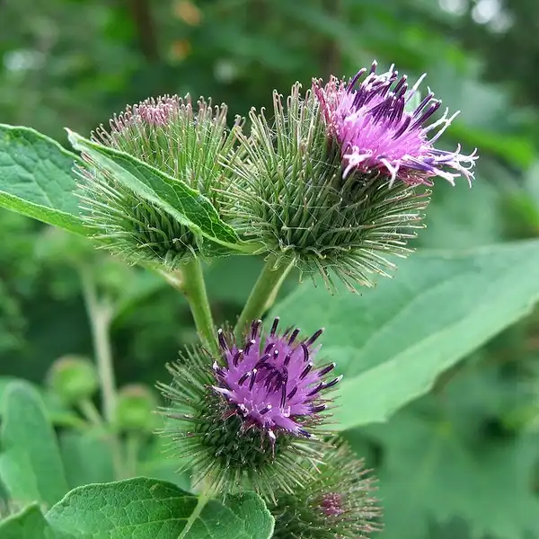Photo of Arctium lappa - Flowers:beautifulcataya