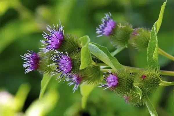 Photo of Arctium lappa - Flowers:Dan Mullen