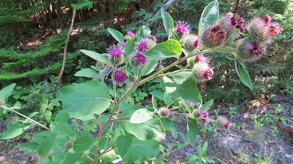 Photo of Arctium lappa - Form:Armand Robichaud