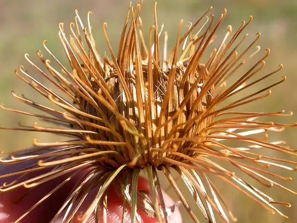 Photo of Arctium lappa - Spent flowers that dry out and form burrs.:Matt Lavin