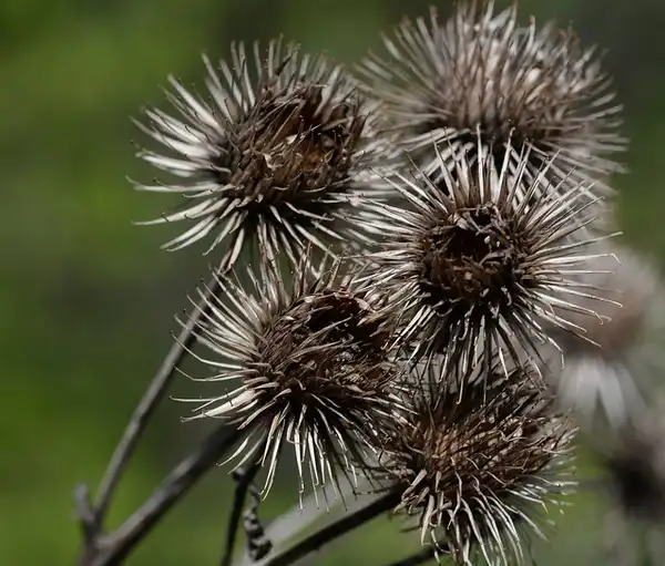 Photo of Arctium lappa - Burrs:Free Photos