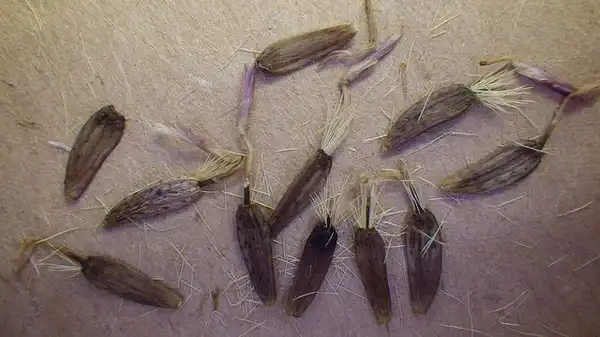 Photo of Arctium lappa - Seeds:Matt Lavin