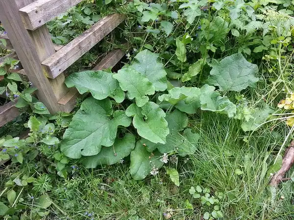 Photo of Arctium lappa - Form:Thistle Garden