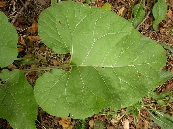 Photo of Arctium lappa - Huge leaves with smooth margins.:Matt Lavin
