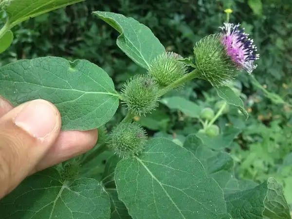 Photo of Arctium minus (Arctium minuss)
