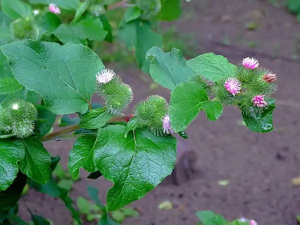 Photo of Arctium minus (Arctium minuss)