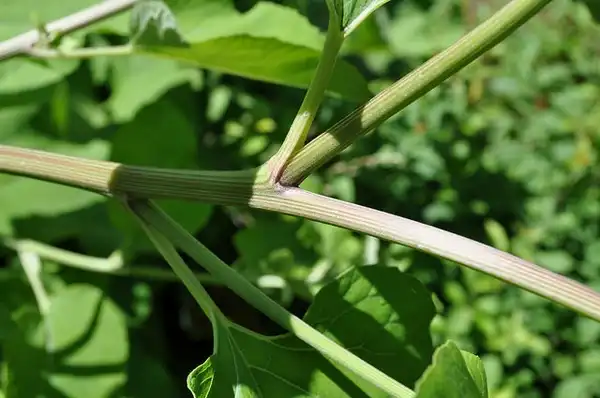 Photo of Arctium minus - Arctium minus:NY State IPM at Cornell