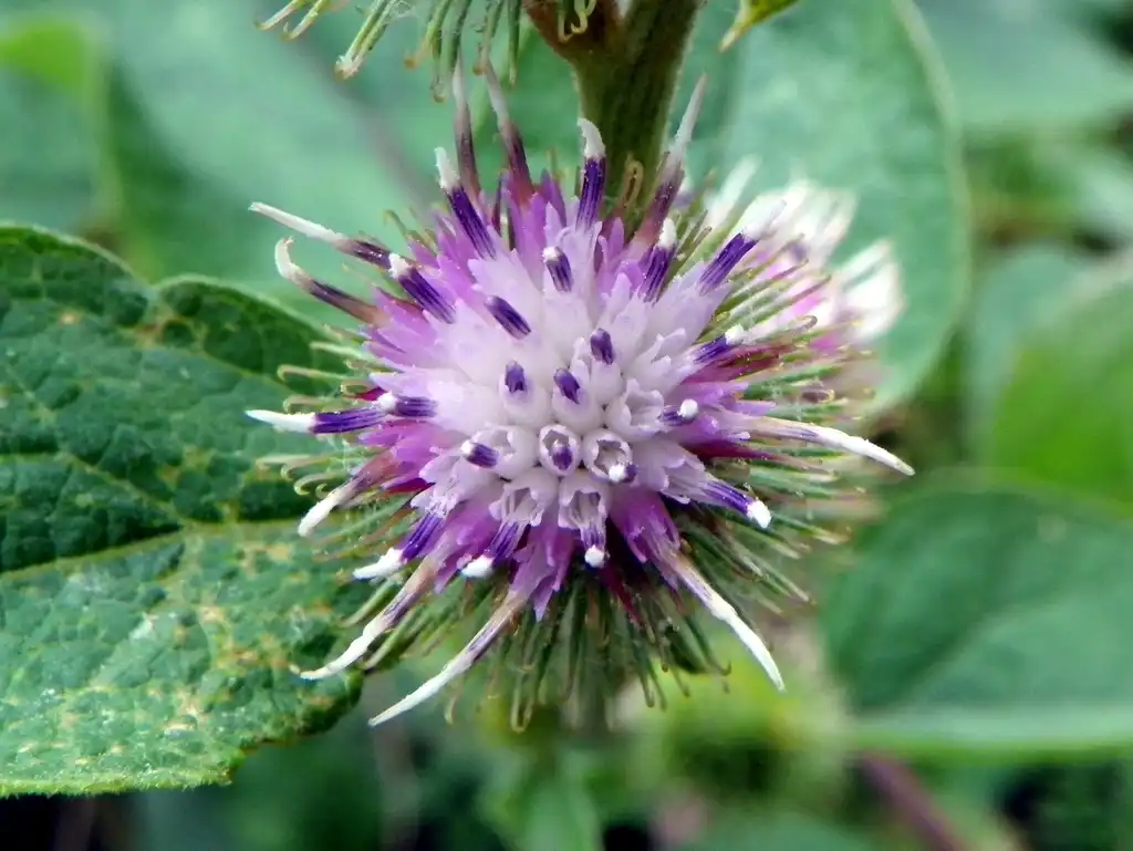 Photo of Arctium minus - Flower:Peter O'Connor