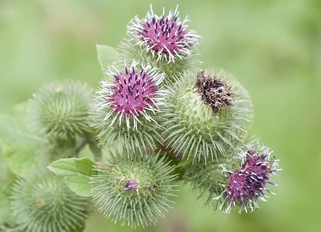 Photo of Arctium minus - Flower:Zeynel Cebeci