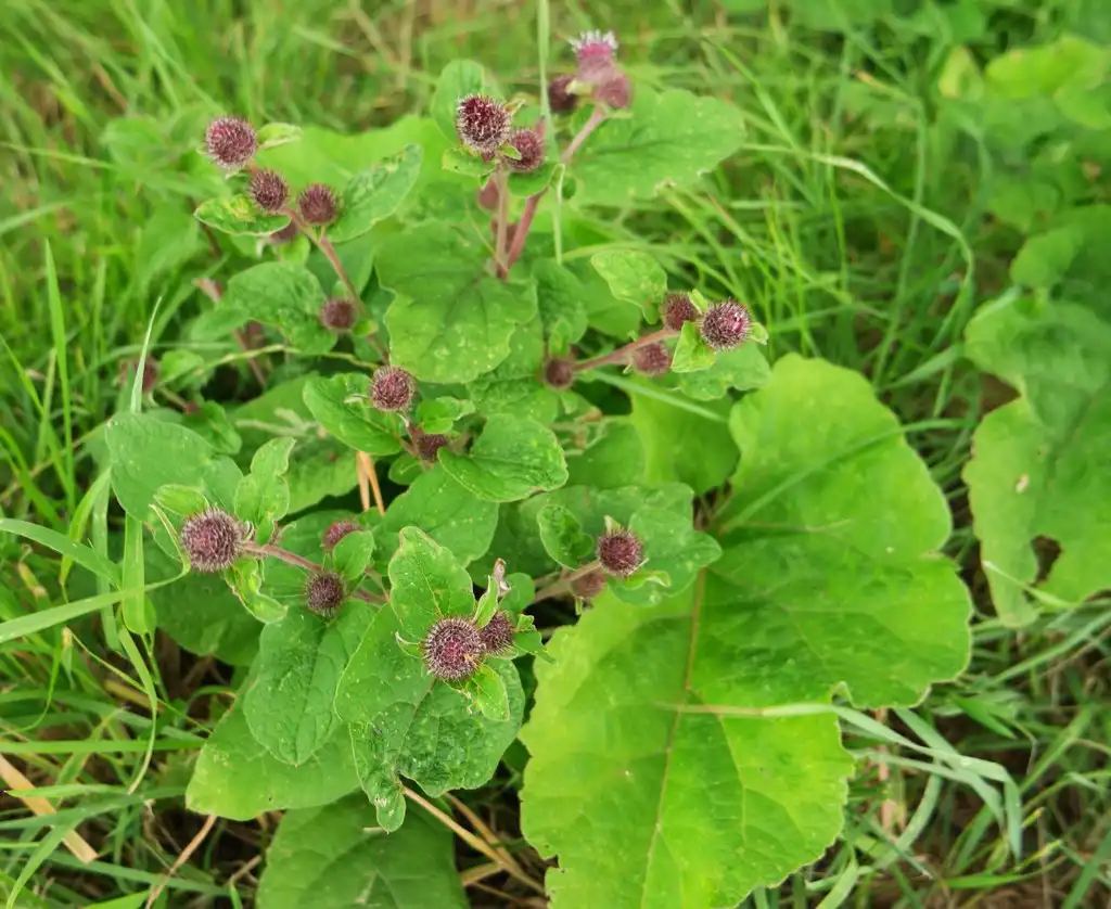 Photo of Arctium minus - Whole plant:Bob Harvey