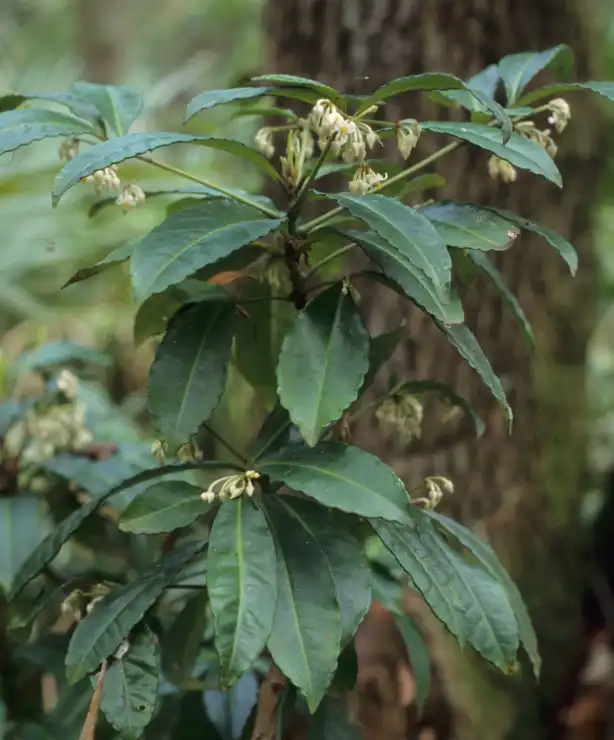 Photo of Ardisia crenata (Ardisia crenatas)