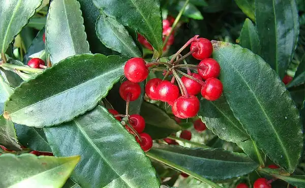 Photo of Ardisia crenata (Ardisia crenatas)