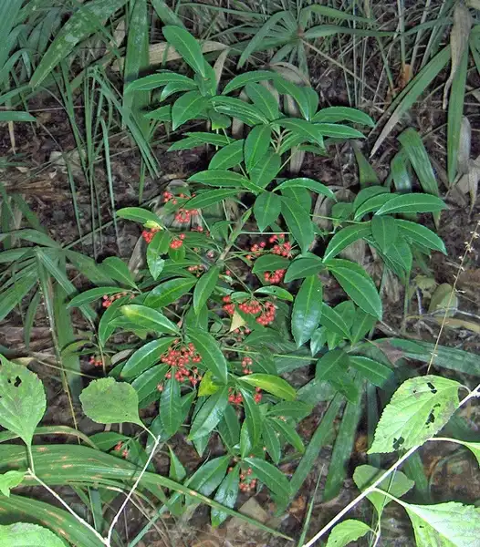 Photo of Ardisia crenata - Ardisia crenata:Homer Edward Price