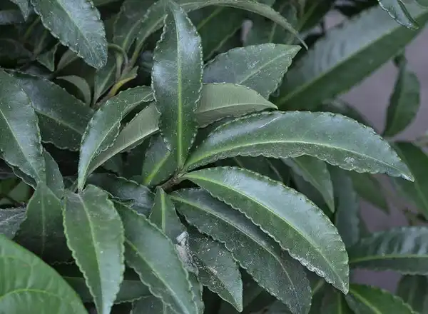 Photo of Ardisia crenata - Ardisia crenata:Cerlin-Ng