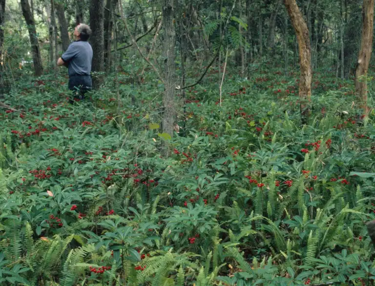 Photo of Ardisia crenata - Spreading in a woods:Ann Murray, University of Florida, Bugwood.org