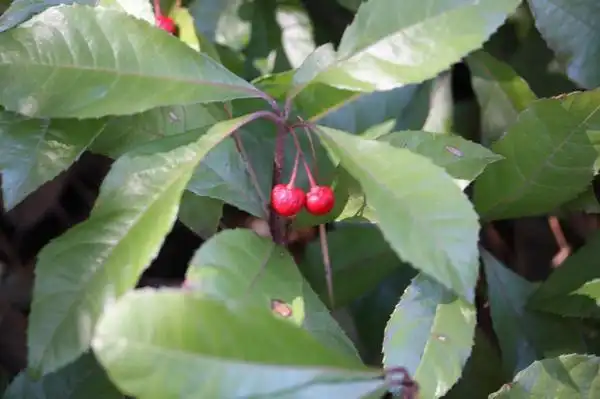 Foto de Ardisia japonica (Ardisia japonicas)