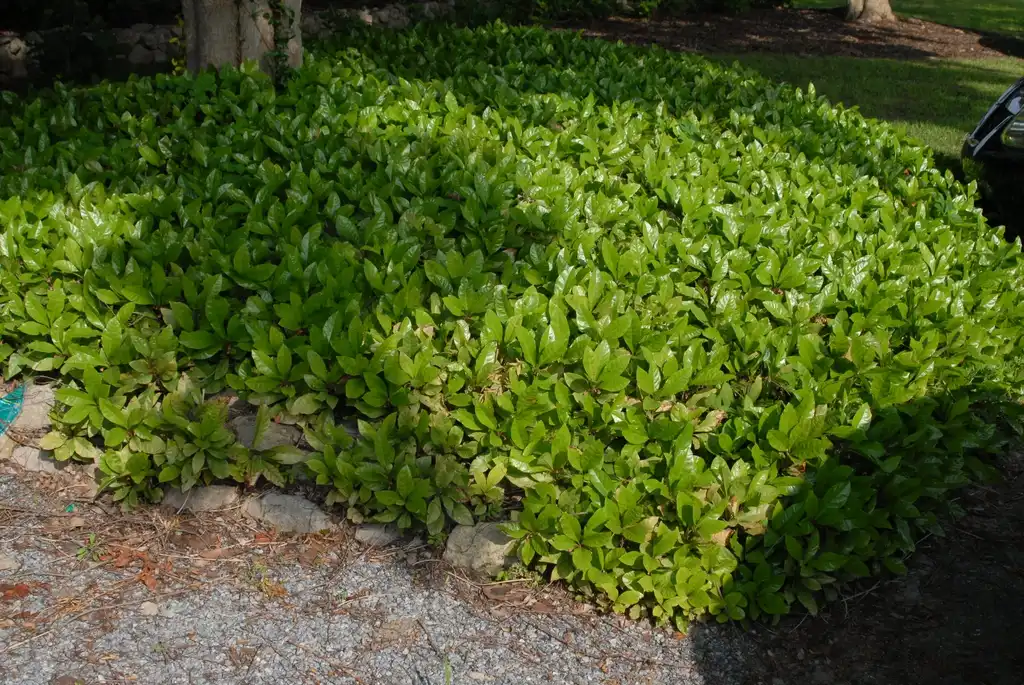 Foto de Ardisia japonica (Ardisia japonicas)