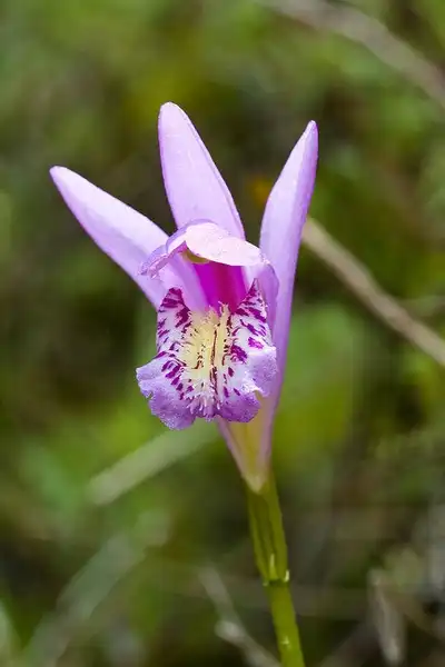 Photo of Arethusa bulbosa (Arethusa bulbosas)