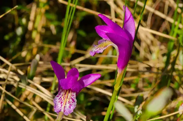 Photo of Arethusa bulbosa (Arethusa bulbosas)