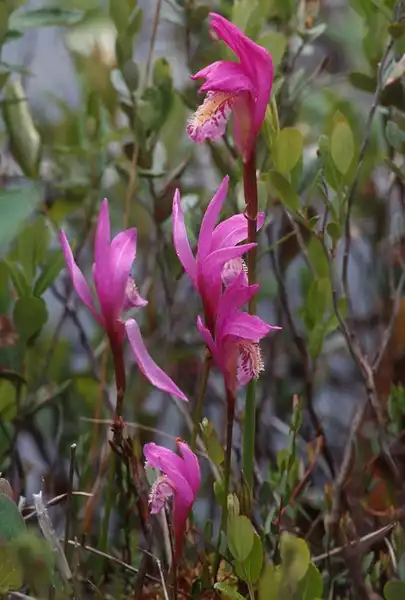 Photo of Arethusa bulbosa - Arethusa bulbosa:Ottawa County Parks