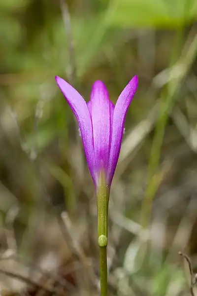 Photo of Arethusa bulbosa - Flower:NC Orchid