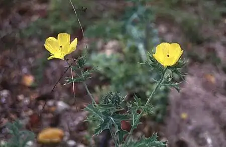Foto de Argemone mexicana (Argemone mexicanas)