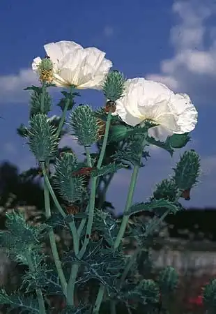 Foto de Argemone mexicana (Argemone mexicanas)