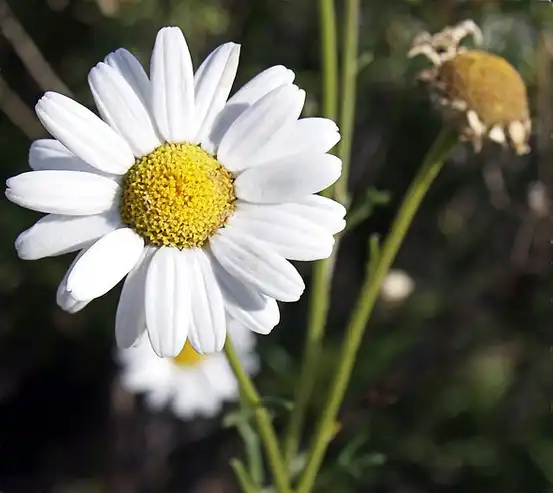 Photo of Argyranthemum foeniculaceum (Argyranthemum foeniculaceums)