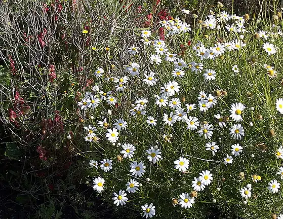 Photo of Argyranthemum foeniculaceum (Argyranthemum foeniculaceums)