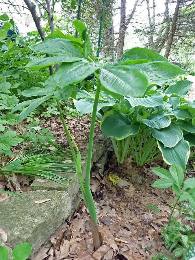 Photo of Arisaema dracontium (Arisaema dracontiums)