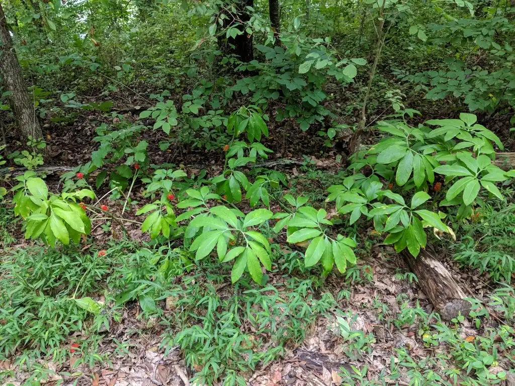 Photo of Arisaema dracontium (Arisaema dracontiums)