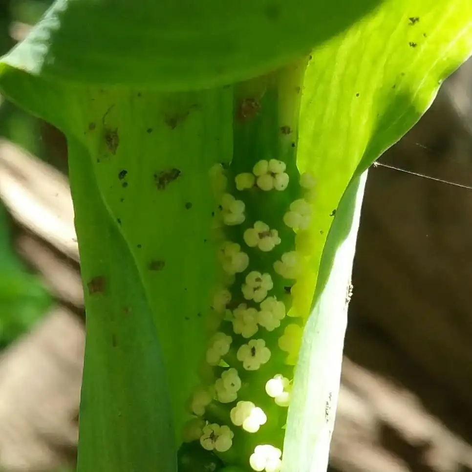 Photo of Arisaema dracontium - Close up of flower:Chris Martine