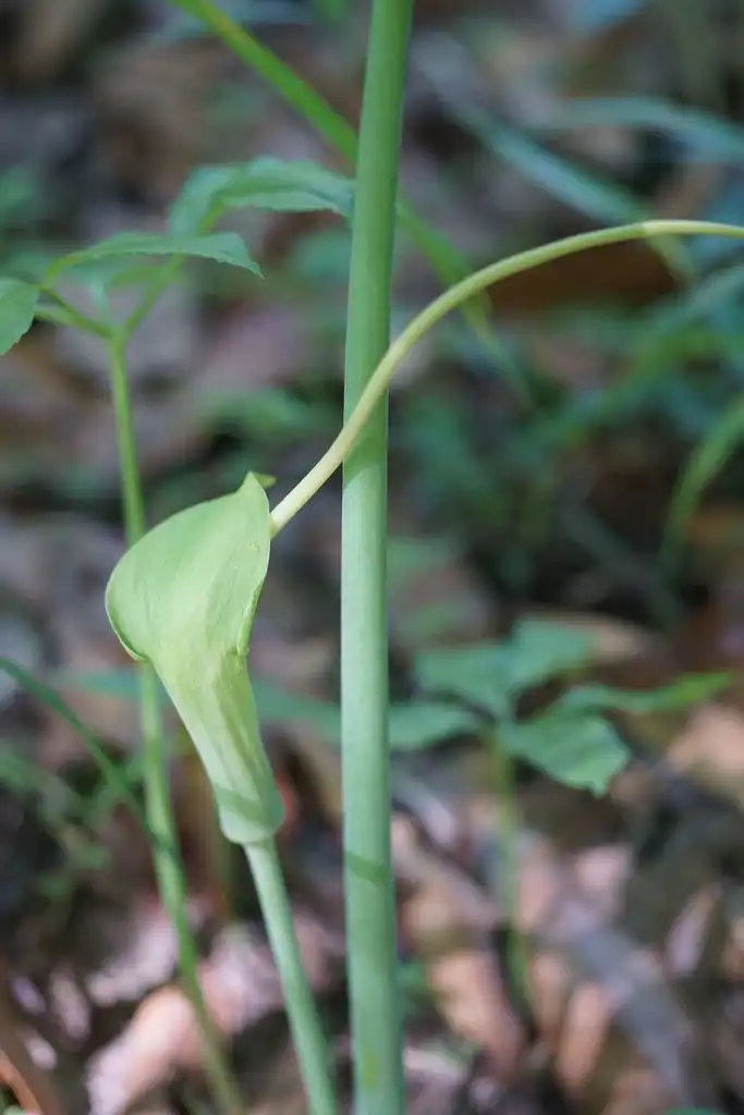 Photo of Arisaema dracontium - Flower:Pauline Singleton