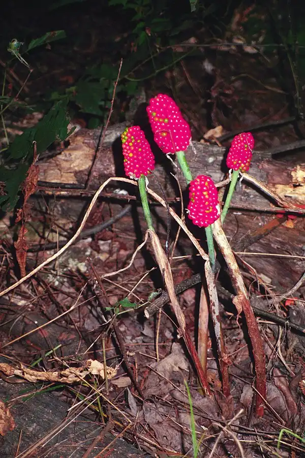 Photo of Arisaema dracontium - Fruit:Charles T. Bryson