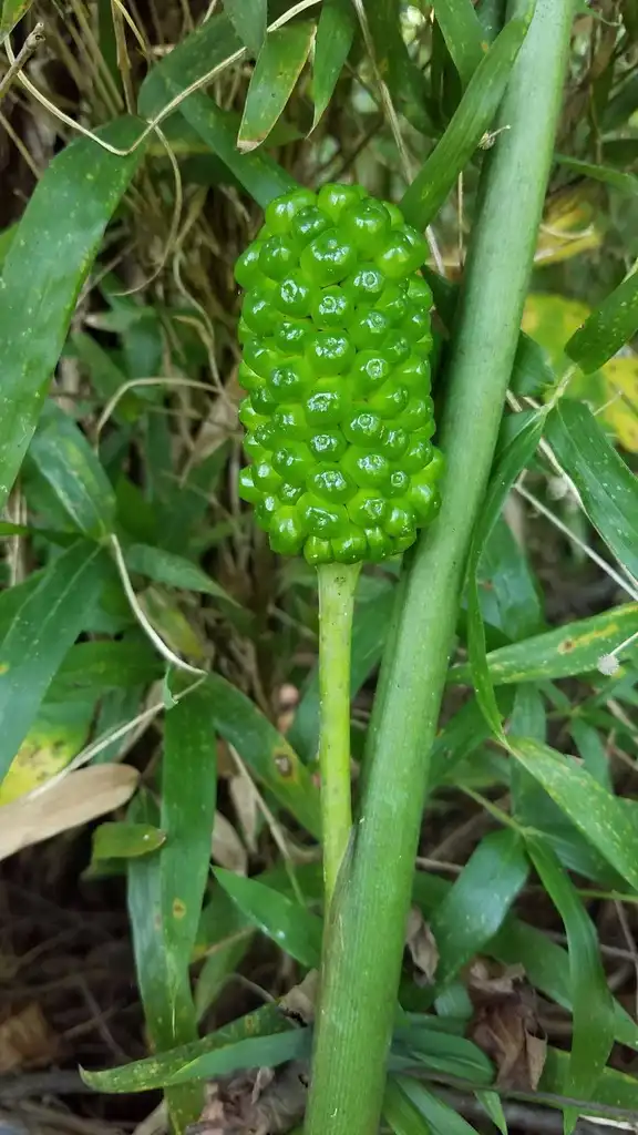 Photo of Arisaema dracontium - Immature fruit:Selu Adams