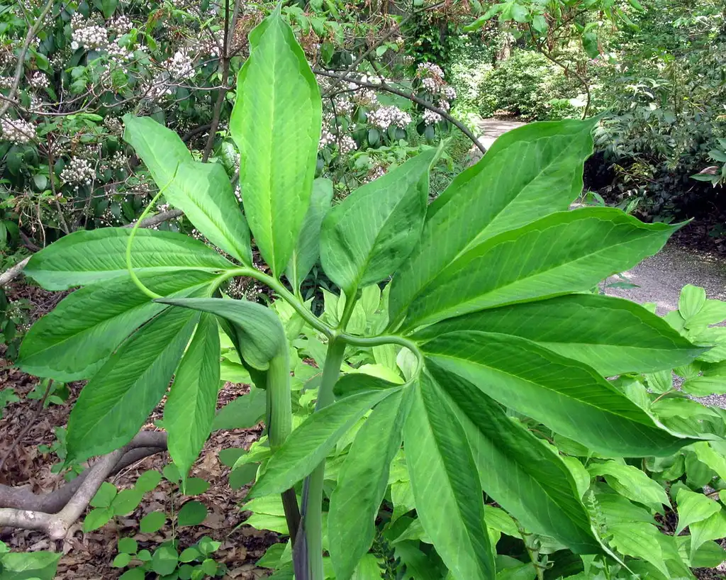 Photo of Arisaema dracontium - Leaf Blade:Bob Gutowski