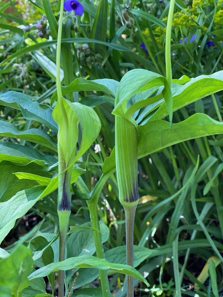 Photo of Arisaema heterophyllum (Arisaema heterophyllums)
