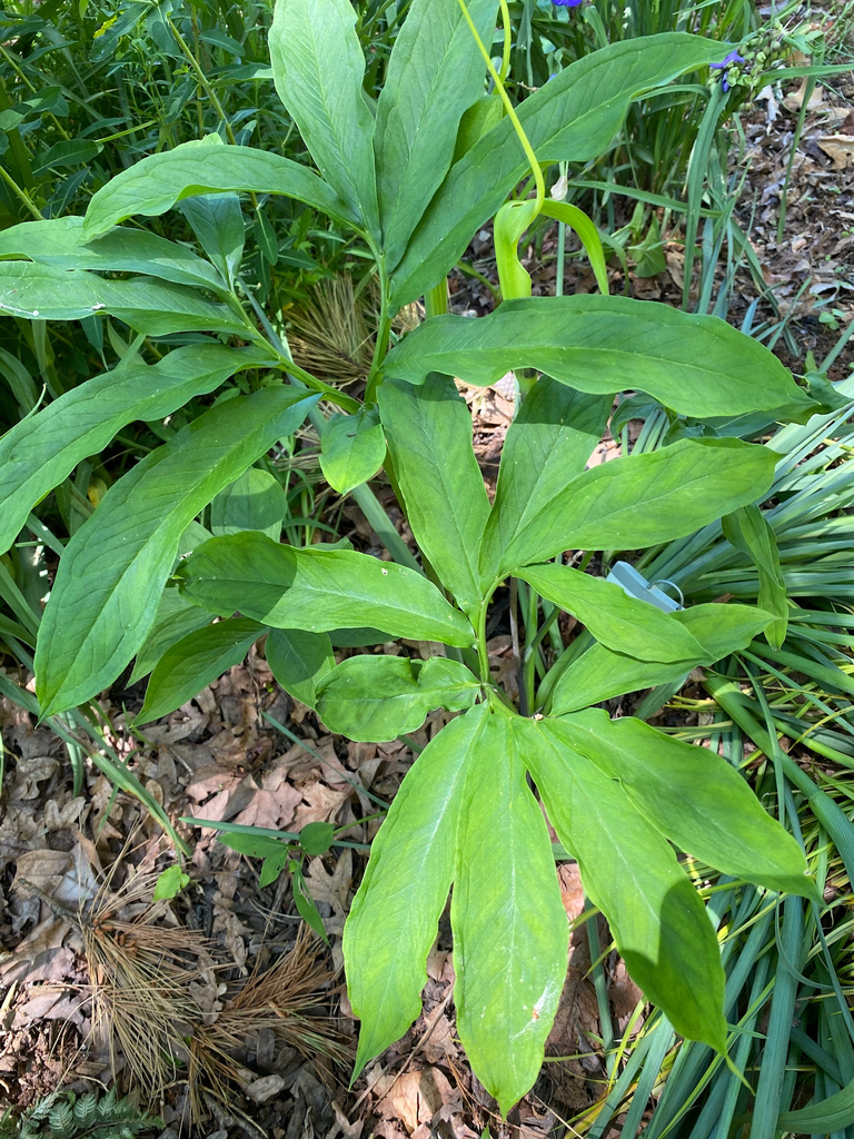 Photo of Arisaema heterophyllum (Arisaema heterophyllums)