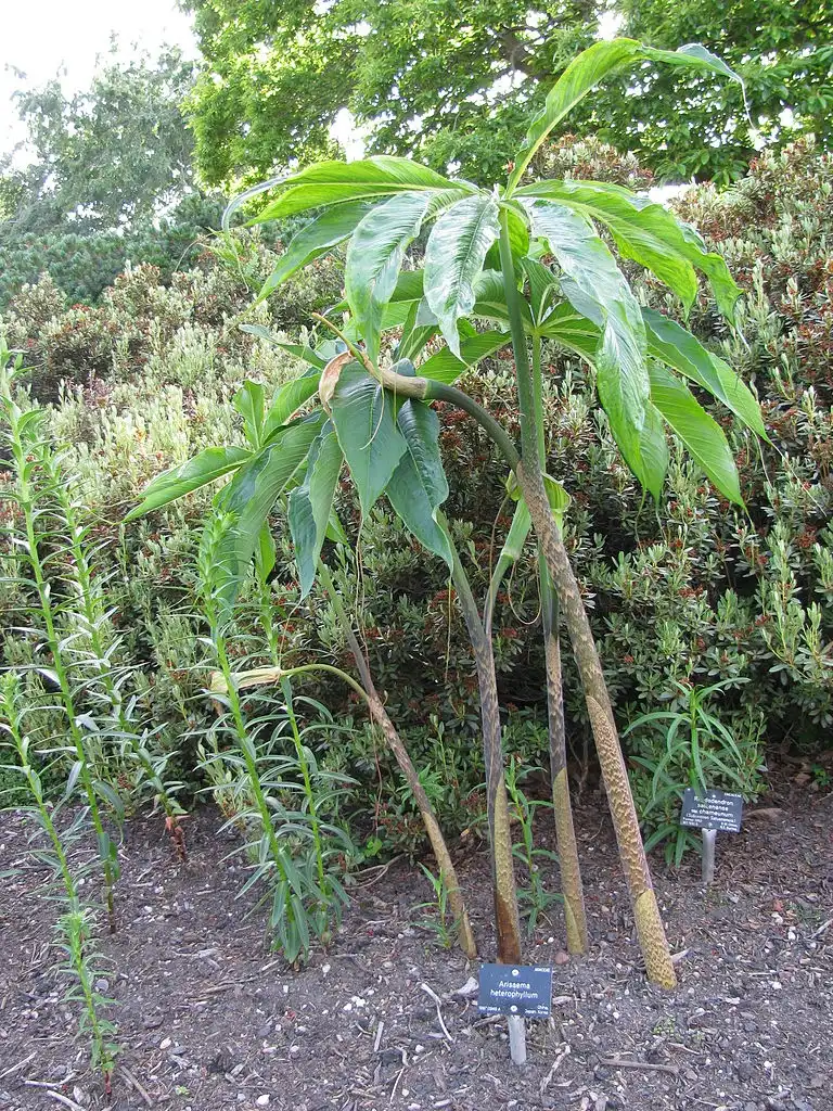 Photo of Arisaema heterophyllum - Form:Lokal_Profil
