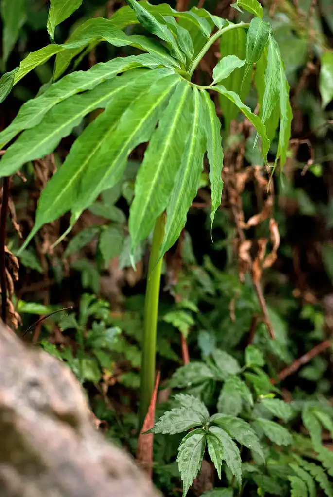 Photo of Arisaema heterophyllum - Leaves:Lokal_Profil