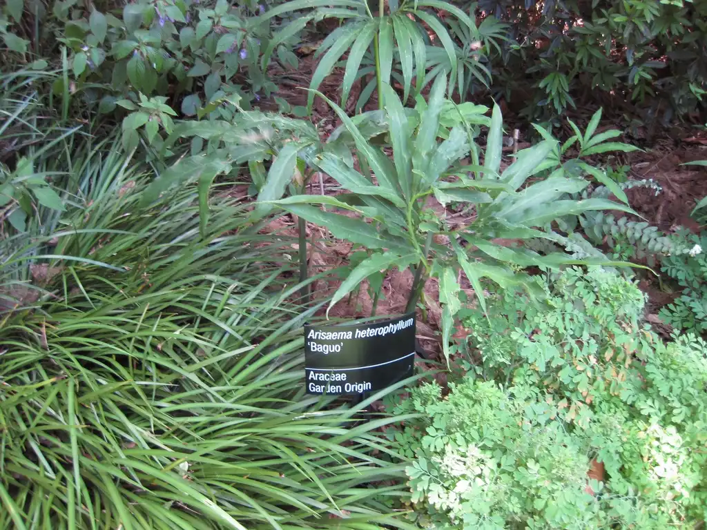 Photo of Arisaema heterophyllum - Form:Raffi Kojian