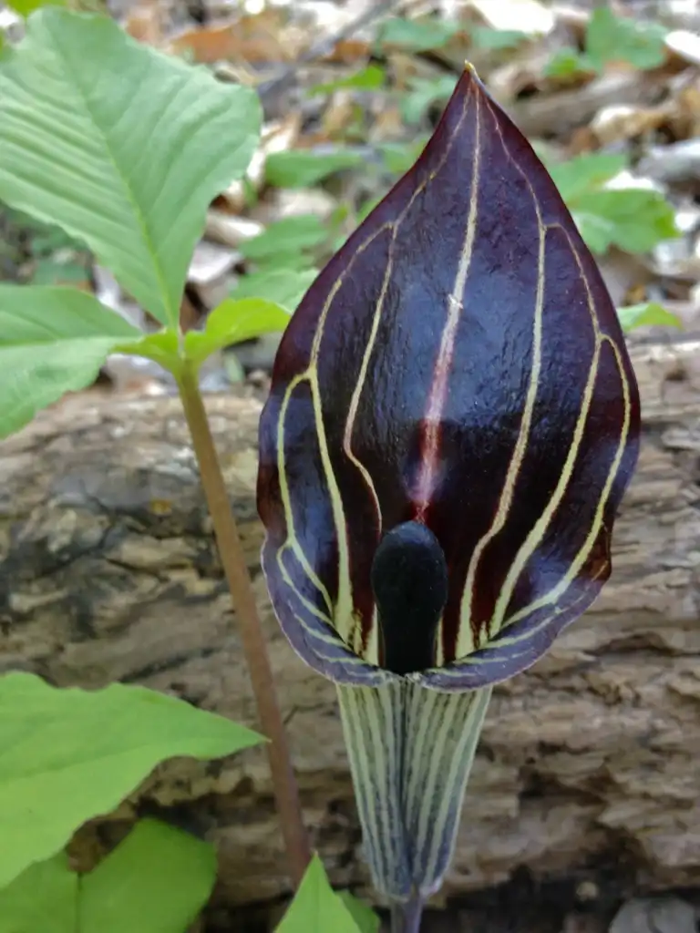 Photo of Arisaema triphyllum (Arisaema triphyllums)