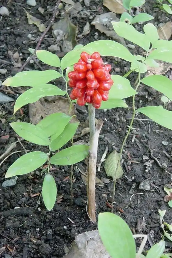 Photo of Arisaema triphyllum (Arisaema triphyllums)