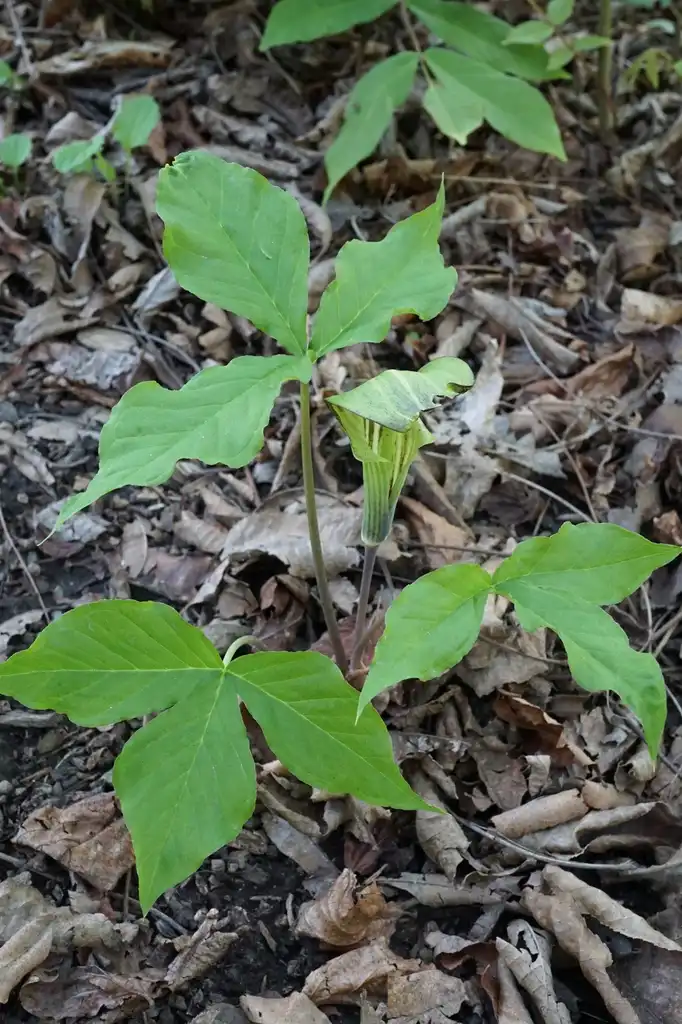 Photo of Arisaema triphyllum - Leaf Blade:Plant Image Library from Flickr