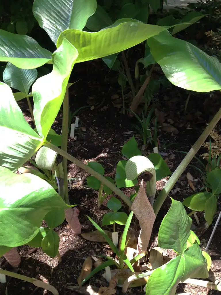 Photo of Arisaema triphyllum - Flower and Leaves:Jim Robbins