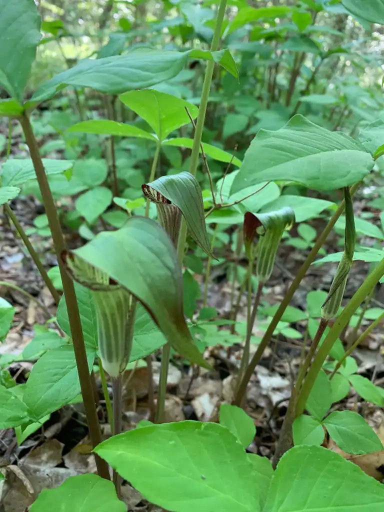 Photo of Arisaema triphyllum - spring flower, Union County, NC:Kristyna Culp