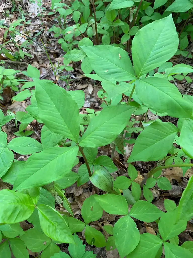 Photo of Arisaema triphyllum - spring leaves, Union County, NC:Kristyna Culp