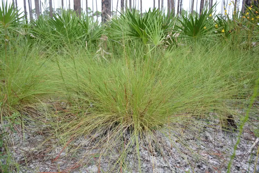 Foto de Aristida stricta (Aristida strictas)