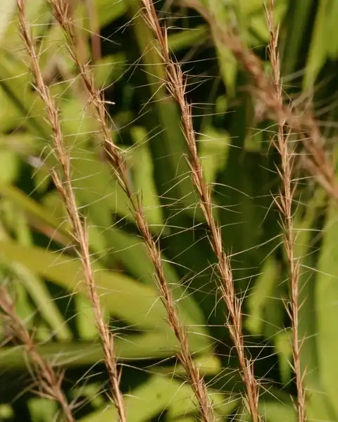 Foto de Aristida stricta (Aristida strictas)