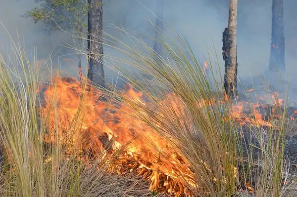 Foto de Aristida stricta - Wiregrass will only reseed if burned during its growing season.:FWC Fish and Wildlife Research Institute